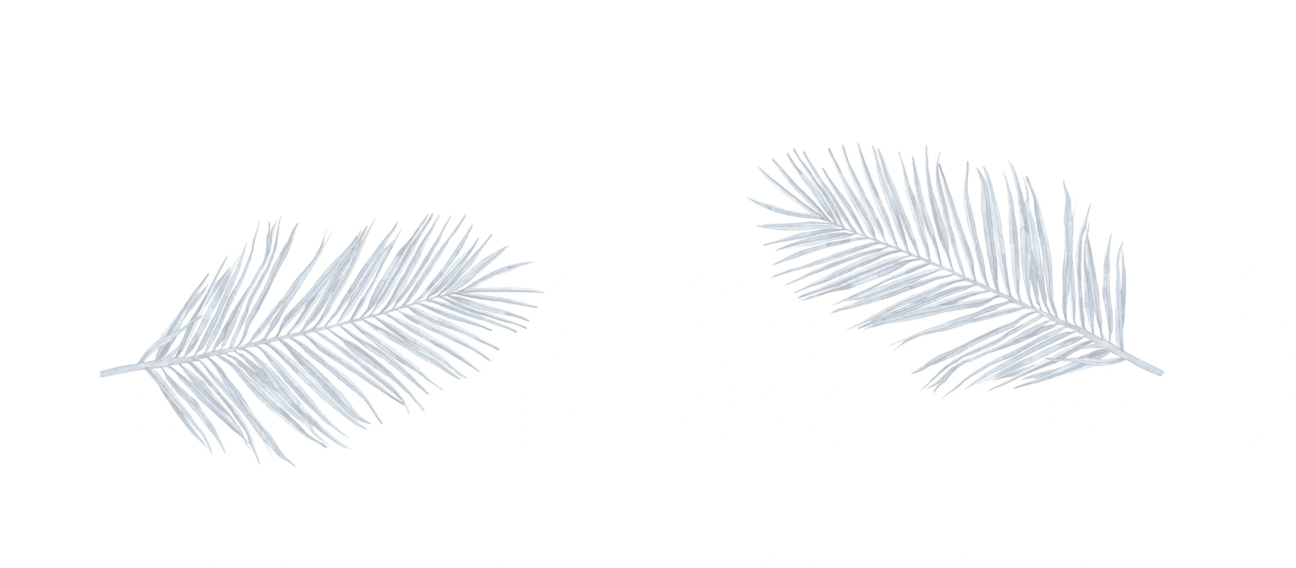 feathers background